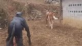 男子假扮牛，没想到把真牛吓跑了