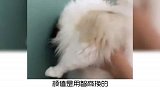 宠物冷知识：你和你家猫咪玩过贴墙挑战吗？