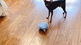 鹿犬拿一块钱叫女主去买零食，女主嫌少后，鹿犬的做法太机智了