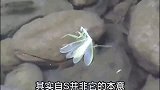 为什么螳螂会跳水自