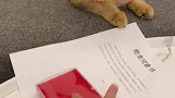 好家伙，狠起来自己都不放过阿飞和巴弟 猫条 纯条