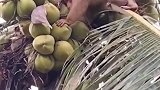 想不到猴子干活比人还厉害