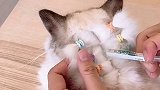哈哈哈，我就是想给它扎小辫子萌宠