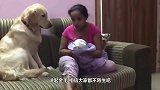 金毛对海豚一见钟情，成了好朋友，每天都偷偷跑到海里约会