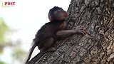 早产的卓别林被困在树上，急哭了，它需要妈妈的帮助！