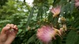 农村合欢花不再只当作观赏了，做成花茶，适合爱美的女性朋友