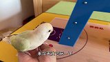 教小鹦鹉玩滑梯
