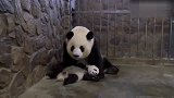 大熊猫的硬核带娃方式，妈妈我还是个宝宝呢