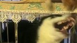 猫：我让你尝尝我的猫拳！