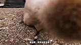 我看这猫多少有点缺心眼