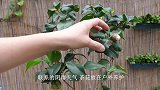 四五月茶花有这种情况，赶紧修剪看完又多学一招