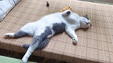 这惬意的睡姿，猫咪的生活让人羡慕！