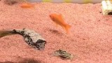 果然是个战斗鸡！