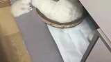 大猫三天不打上房揭瓦