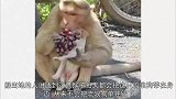 一只猴子收养了一只流浪小狗，感动了千万网友！