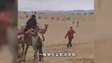 敦煌骆驼忙到“累瘫”？业内人士：农户拉两年骆驼能赚一套房