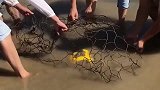 铁丝网里发现大黄玉，几个人都拿不出来，这块大黄玉少说重百斤！