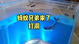 蚂蚁兄弟来了，开始打洞！
