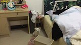 三个月大的小狗狗 默默的守护在主人床边