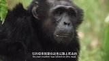 黑猩猩领地被公路贯穿，它们过公路，有可能被撞死！