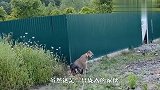 这只宠物猪比狗都聪明,还养狗做什么?网友:爱上了!