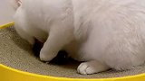 小猫咪居然也这么有心机！