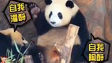 这只熊猫太嗨了！网友：昨晚在酒吧通宵了吧！