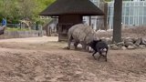 一只羚羊，打跑了三头犀牛