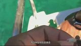 海龟最害怕的“天敌”，如果被它寄生，海龟这辈子就只能等死了