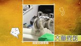 大咖笑料-20161017- 震惊！萌猫的爱情世界你不懂