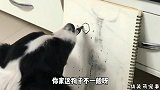 搞笑视频：快给狗子报个绘画班吧，别耽误了狗子