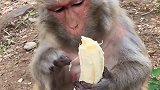 一只猴子吃香蕉都比我讲究和精致