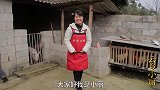 岳父炖土鸡给女婿补身体，女婿在家的地位真不错，砂锅炖鸡吃着爽