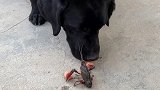 狗：今晚吃席