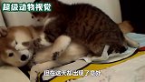 狗子困意来袭，一旁的猫咪见了，竟一爪子呼了过去