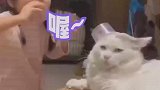 猫咪被小主人强行施法，一脸生无可恋的接受着