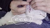 喵呜记 第7集：如何给猫咪清洁耳朵