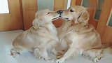 两只金毛无时无刻不在撒狗粮，这么亲昵，我都酸了