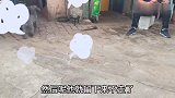 两年前跑来的流浪狗，还生了一窝狗崽，狗宝宝好可爱啊！升级作业