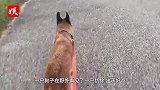狗子追杀犰狳，犰狳挖洞逃命，下一秒狗子行为千万憋住笑！