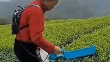 茶叶是收割的，涨见识了