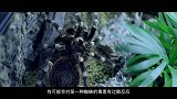 曾经身价千万的“捕鸟蛛”，当宠物养是种什么样的体验？