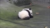 熊猫宝宝走着走着就趴那一动不动，是不是累了走不动了要抱抱