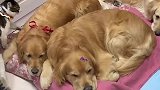 金毛一家三口每天睡觉，都会给猫咪留一个位置，猫咪是金毛带大的