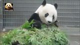 熊猫旦旦笑起来比花还美！用手拨开竹子的动作要成精！