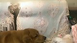 女主让金毛去欺负小白，下一秒太搞笑了