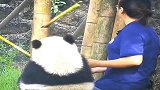 熊猫：奶妈赶紧来安慰，宝宝委屈了！