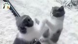 主人把方便面桶套猫咪头上，小猫咪：萌猫猫奶茶甜美吗，来个特写