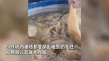 市监局查封加工内脏黑窝点被熏吐，老鼠乱窜烂肉堆积如山，画面令人作呕