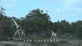 林子里走出两头长颈鹿，全身雪白，仿佛是从天上的仙兽一般